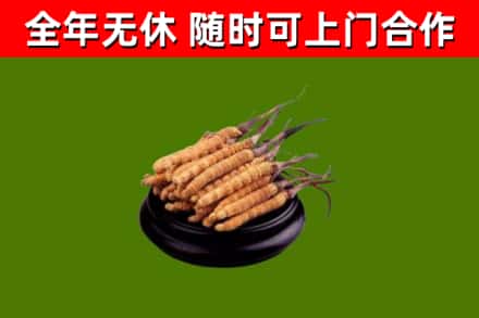 杨浦烟酒回收冬虫夏草.jpg