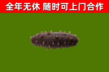 杨浦烟酒回收干海参.jpg
